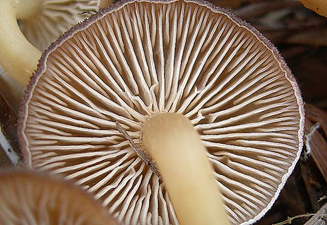 Clitocybe puberula